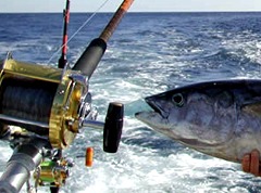 Bol (Brac) tuna fishing