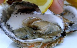 Oysters in Ston
